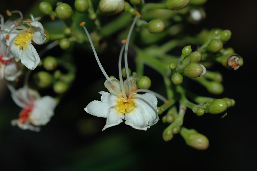 Hippocastanaceae Billia colombiana