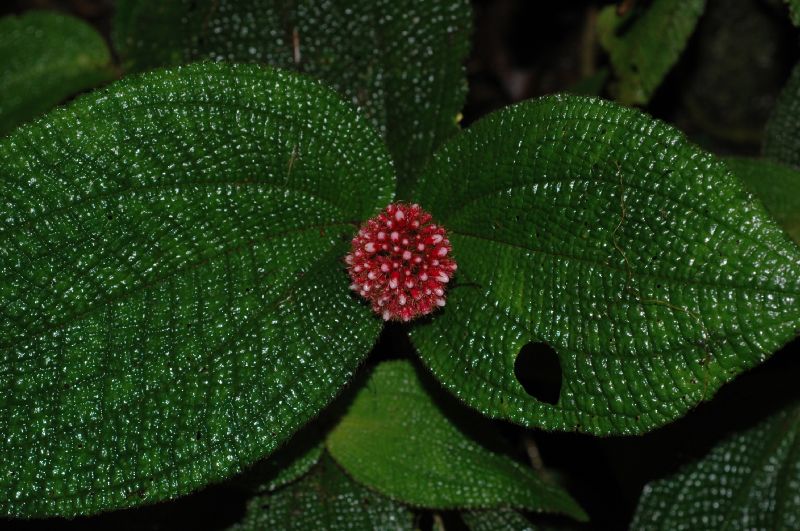 Melastomataceae Clidemia globuliflora
