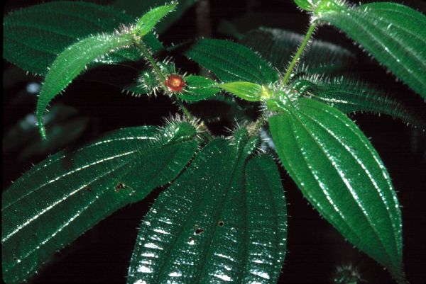 Melastomataceae Tococa macrosperma