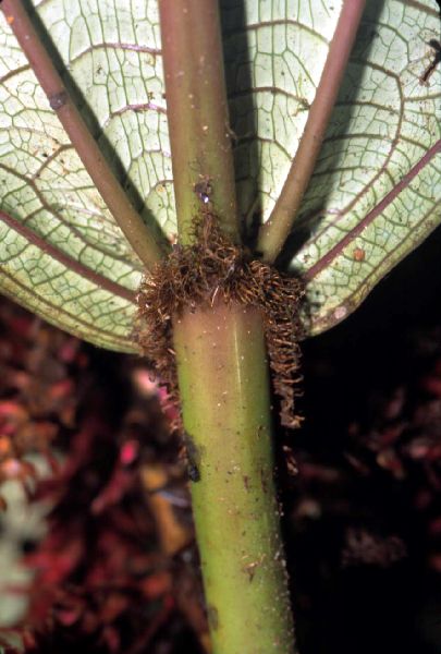 Melastomataceae Tococa perclara