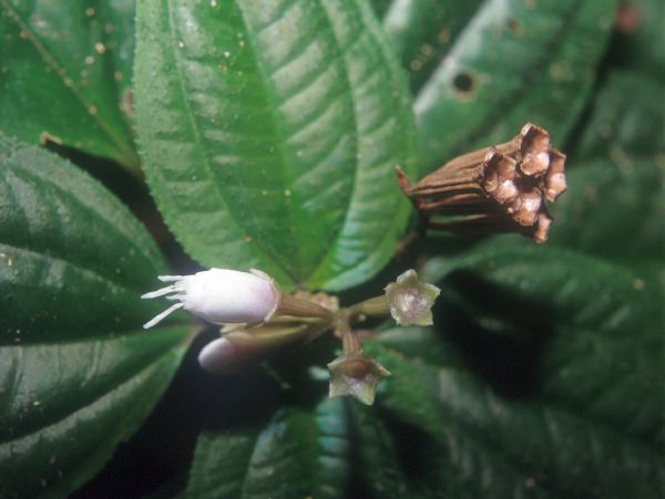 Melastomataceae Salpinga secunda