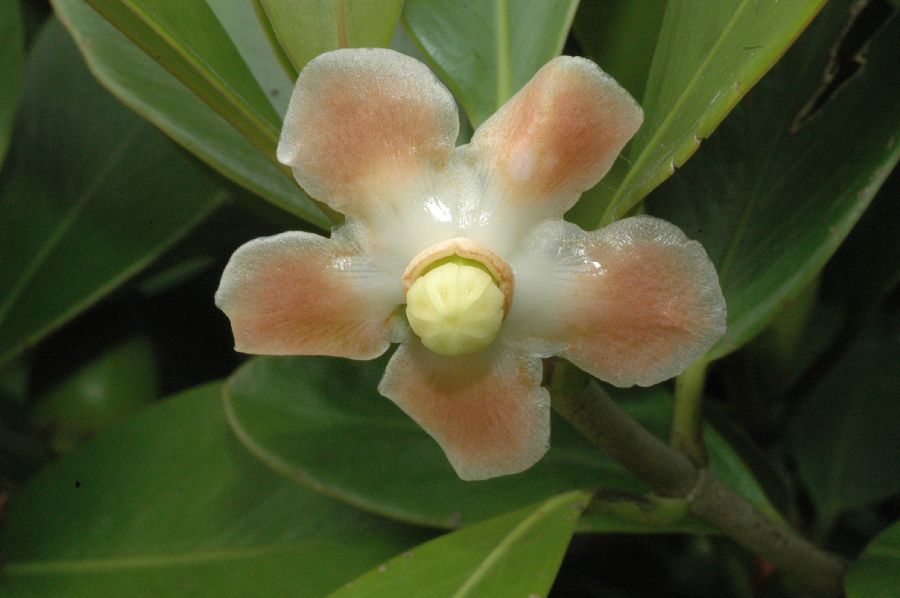 Clusiaceae Clusia 