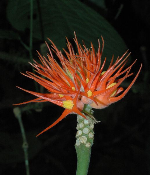 Cucurbitaceae Gurania makoyana