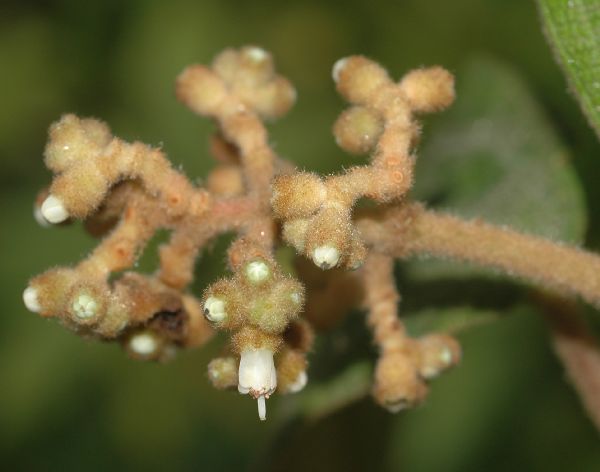 Melastomataceae Miconia hookeriana