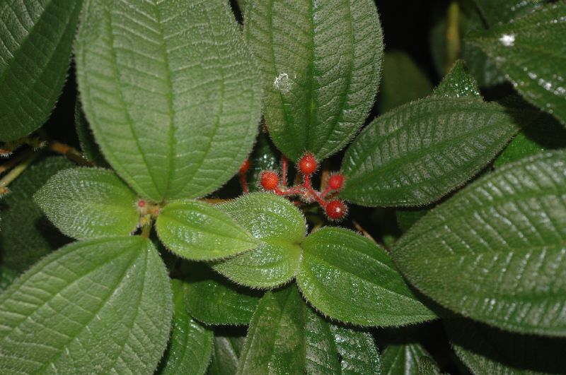 Melastomataceae Clidemia petiolaris