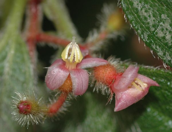 Melastomataceae Clidemia petiolaris