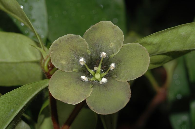 Primulaceae Deherainia smaradigna