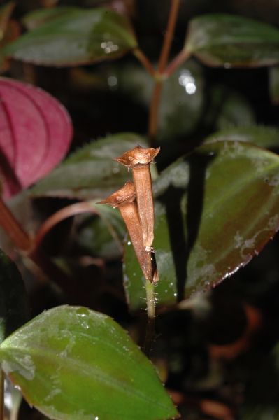 Melastomataceae Arthrostemma parvifolia