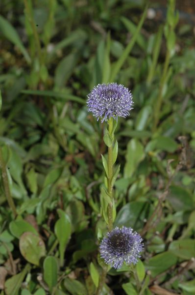 Plantaginaceae Globularia vulgaris