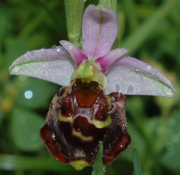 Orchidaceae Ophrys fuciflora