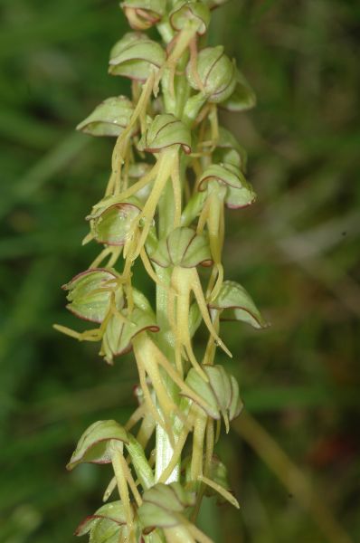 Orchidaceae Aceras anthropoforum