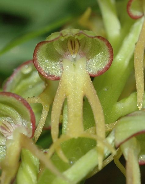 Orchidaceae Aceras anthropoforum