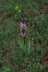 image of Orchis purpurea