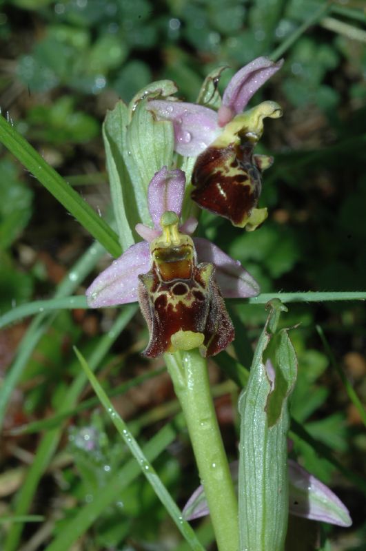 Orchidaceae Ophrys fuciflora