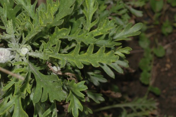 Asteraceae Euryops pectinatus