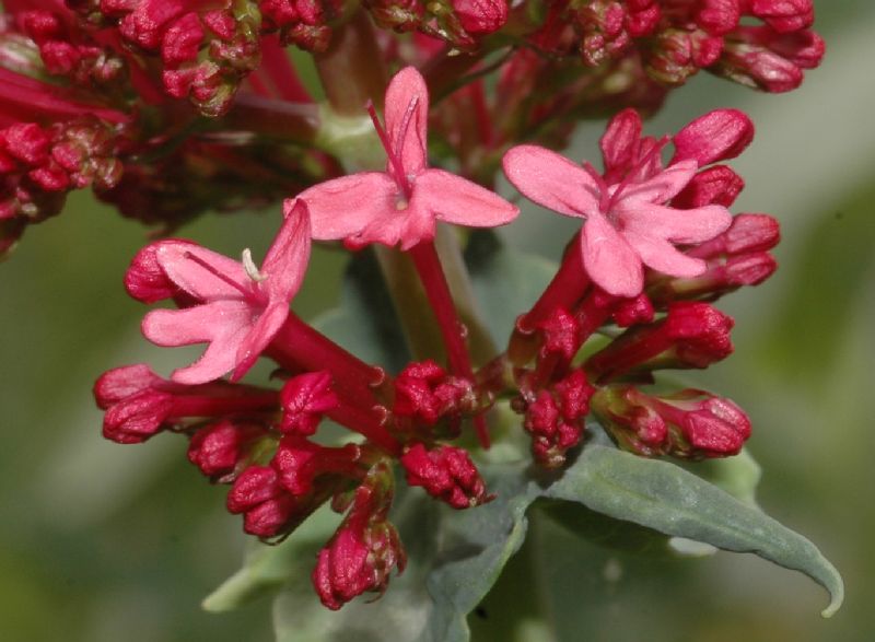 Caprifoliaceae Centranthus ruber