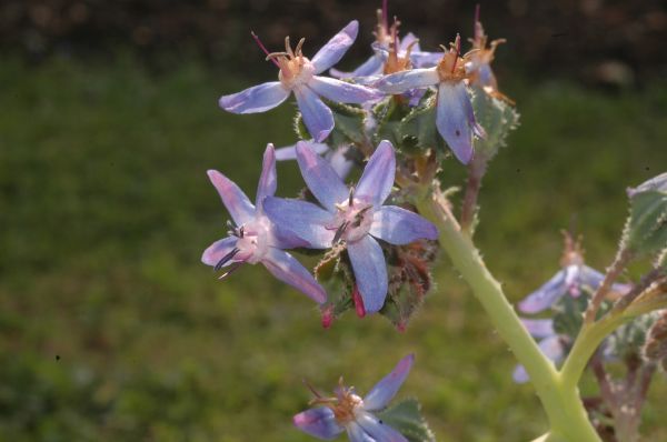 Boraginaceae Caccinia macranthera
