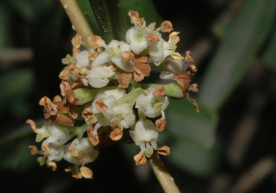 Oleaceae Phillyrea angustifolia