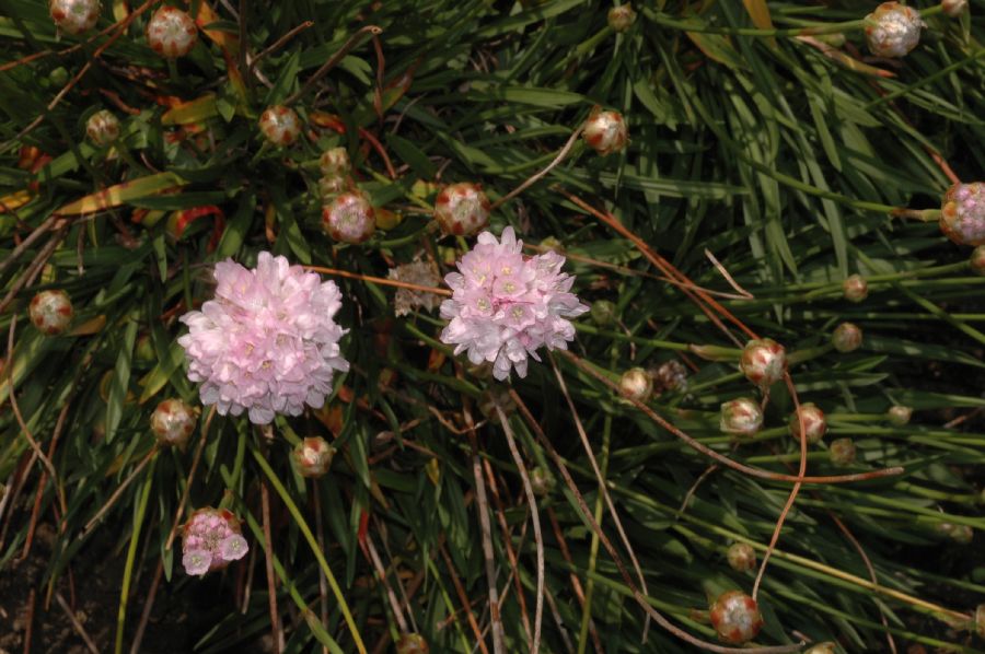 Plumbaginaceae Armeria punges