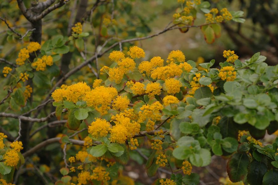 Salicaceae Azara serrata