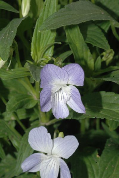 Violaceae Viola elatior
