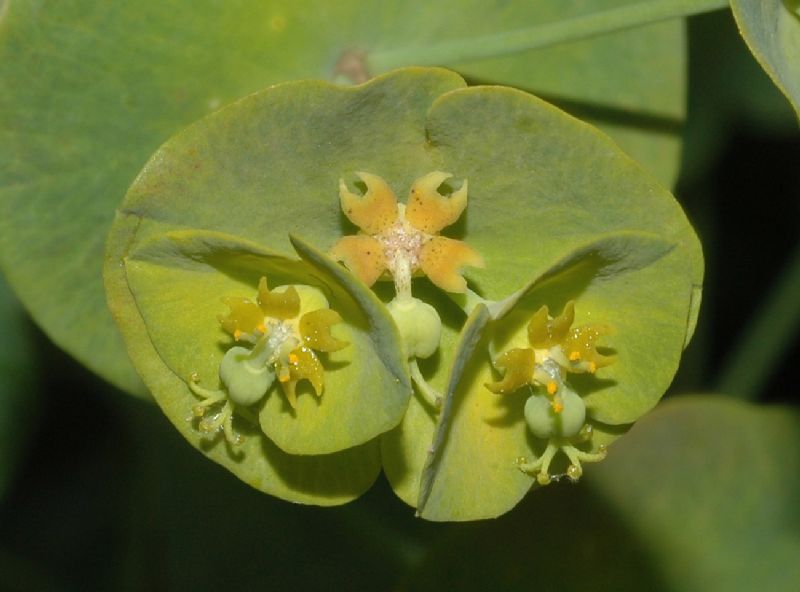Euphorbiaceae Euphorbia robbiae