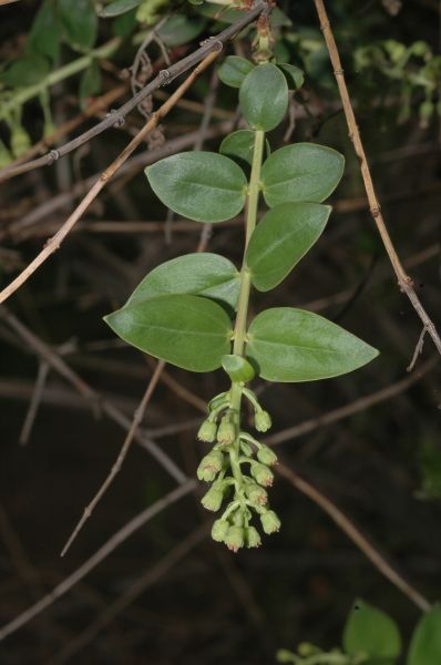 Coriariaceae Coriaria myrtifolia