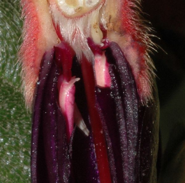 Melastomataceae Brachyotum microdon
