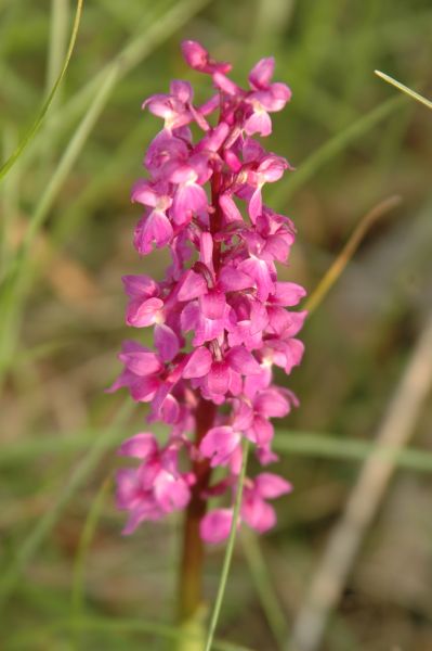 Orchidaceae Orchis macula