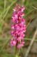 image of Orchis macula