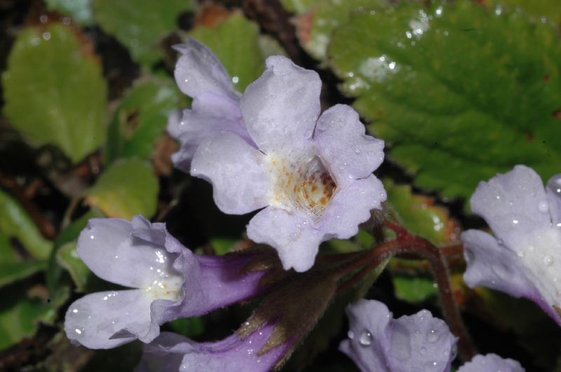 Gesneriaceae Haberlea rhodopensis