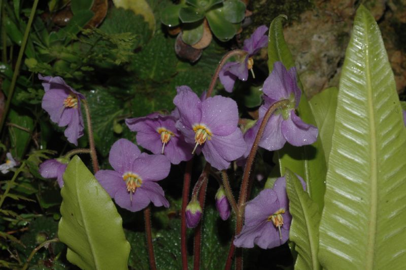 Primulaceae Primula marginata