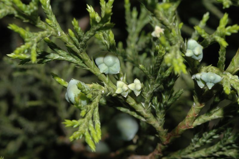 Cupressaceae Juniperus thurifera