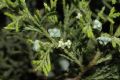 image of Juniperus thurifera