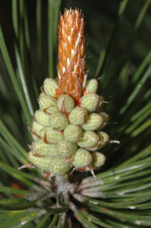 Pinaceae Pinus mugo