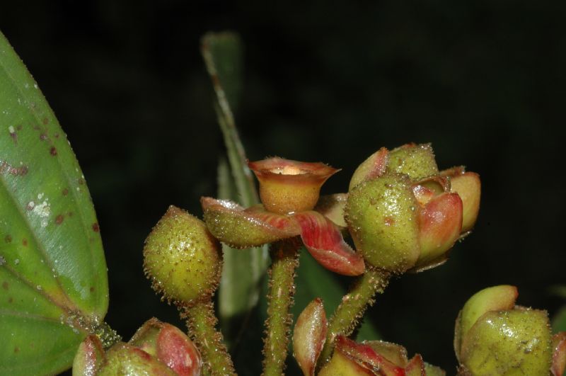 Melastomataceae Blakea schlimii