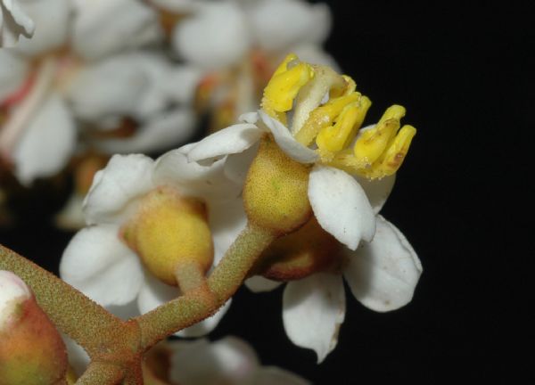 Melastomataceae Miconia floribunda