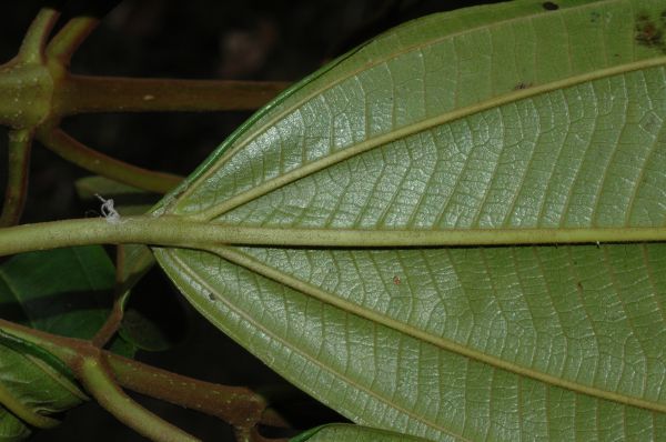 Melastomataceae Miconia floribunda