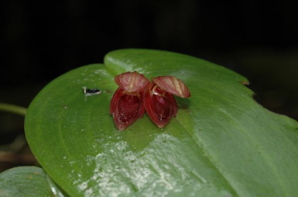 Orchidaceae Lepanthes 