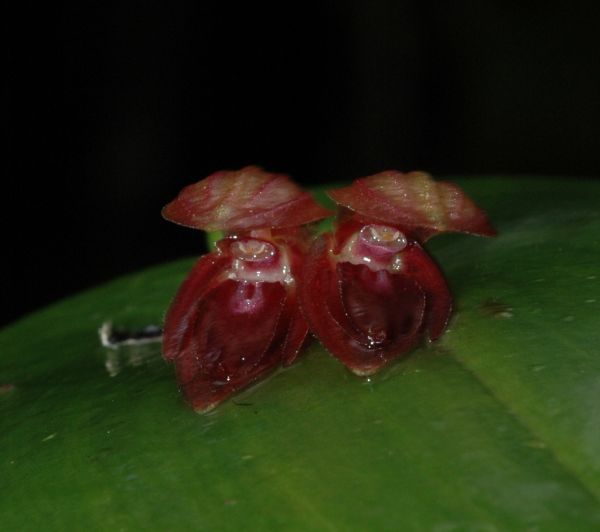 Orchidaceae Lepanthes 