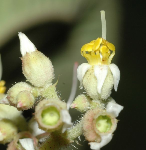 Melastomataceae Leandra subseriata