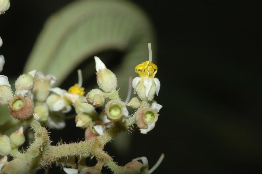 Melastomataceae Leandra subseriata
