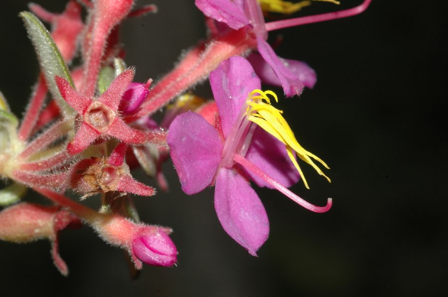 Melastomataceae Monochaetum bonplandii