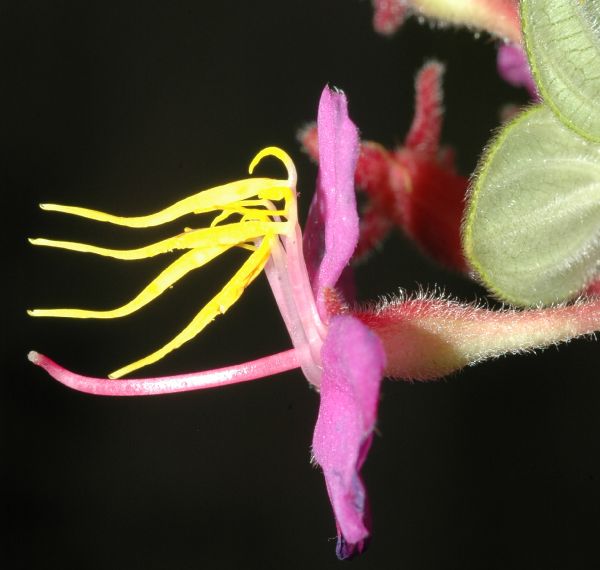Melastomataceae Monochaetum bonplandii