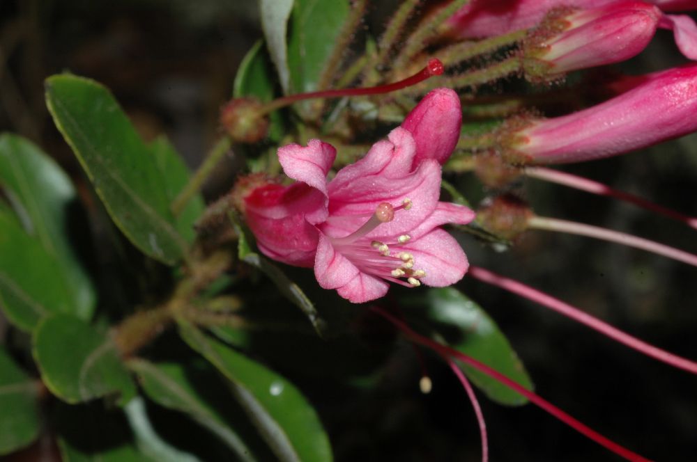 Ericaceae Bejaria 