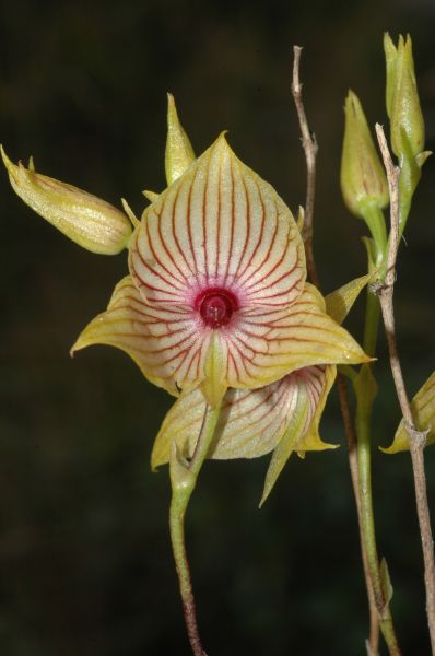 Orchidaceae Telipogon 