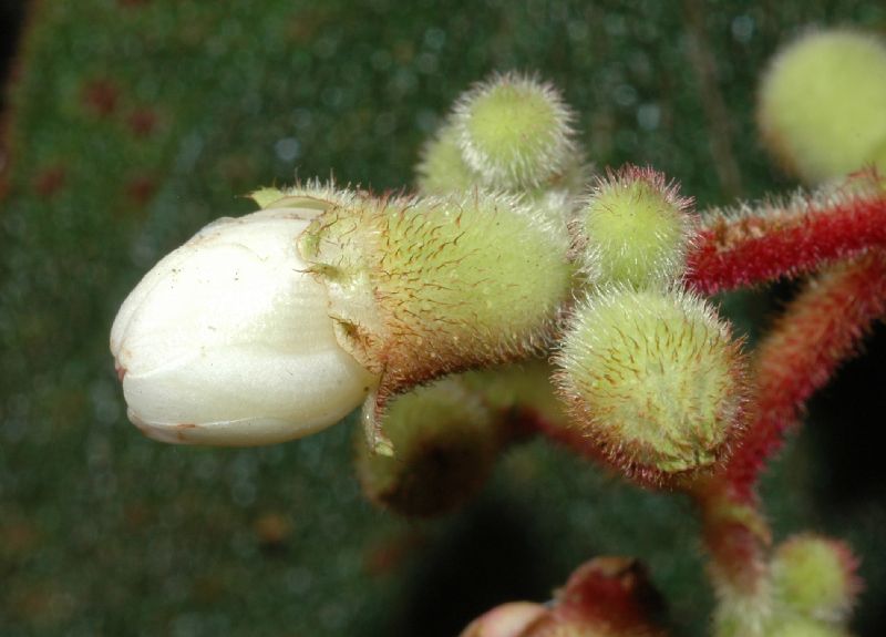 Melastomataceae Miconia tuberculata