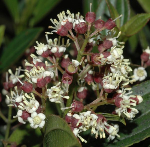 Melastomataceae Miconia tinifolia
