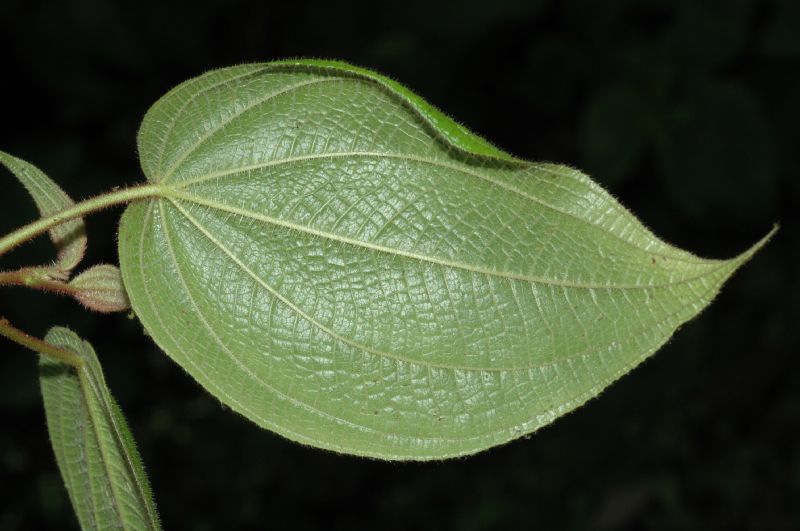 Melastomataceae Clidemia octona