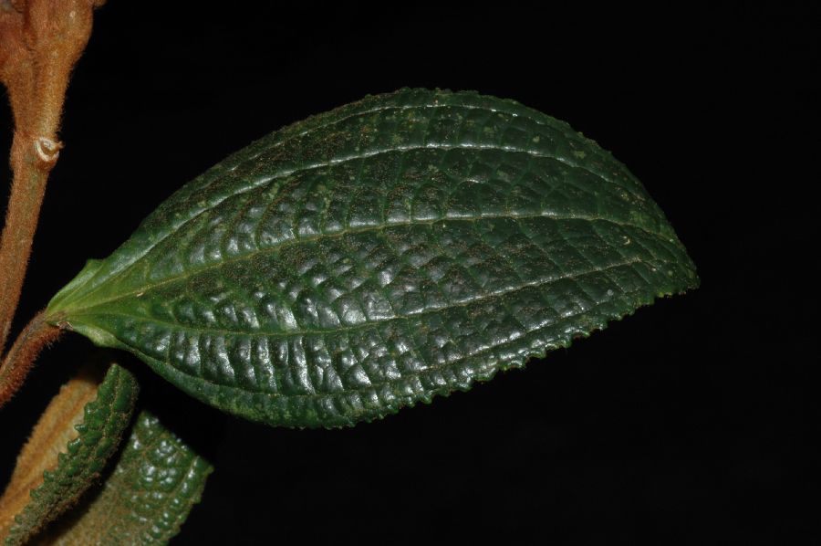 Melastomataceae Meriania steyermarkii